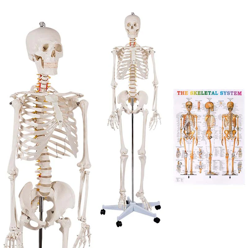 708Quot Life Size Human Anatomical Anatomy Skeleton Medical Model With Rolling Stand Removable Parts Poster Amp Dust Cover - Waterproof Protective Cover